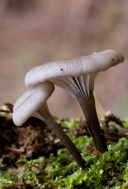 Omphalina epichysium